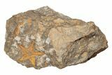 Ordovician Starfish (Petraster?) Fossil - Morocco #203527-1